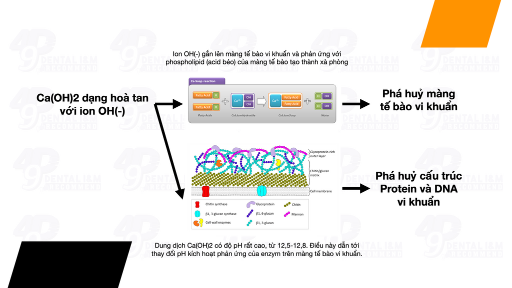 Ca(OH)2 và khả năng sát khuẩn dùng trong nội nha - 49P