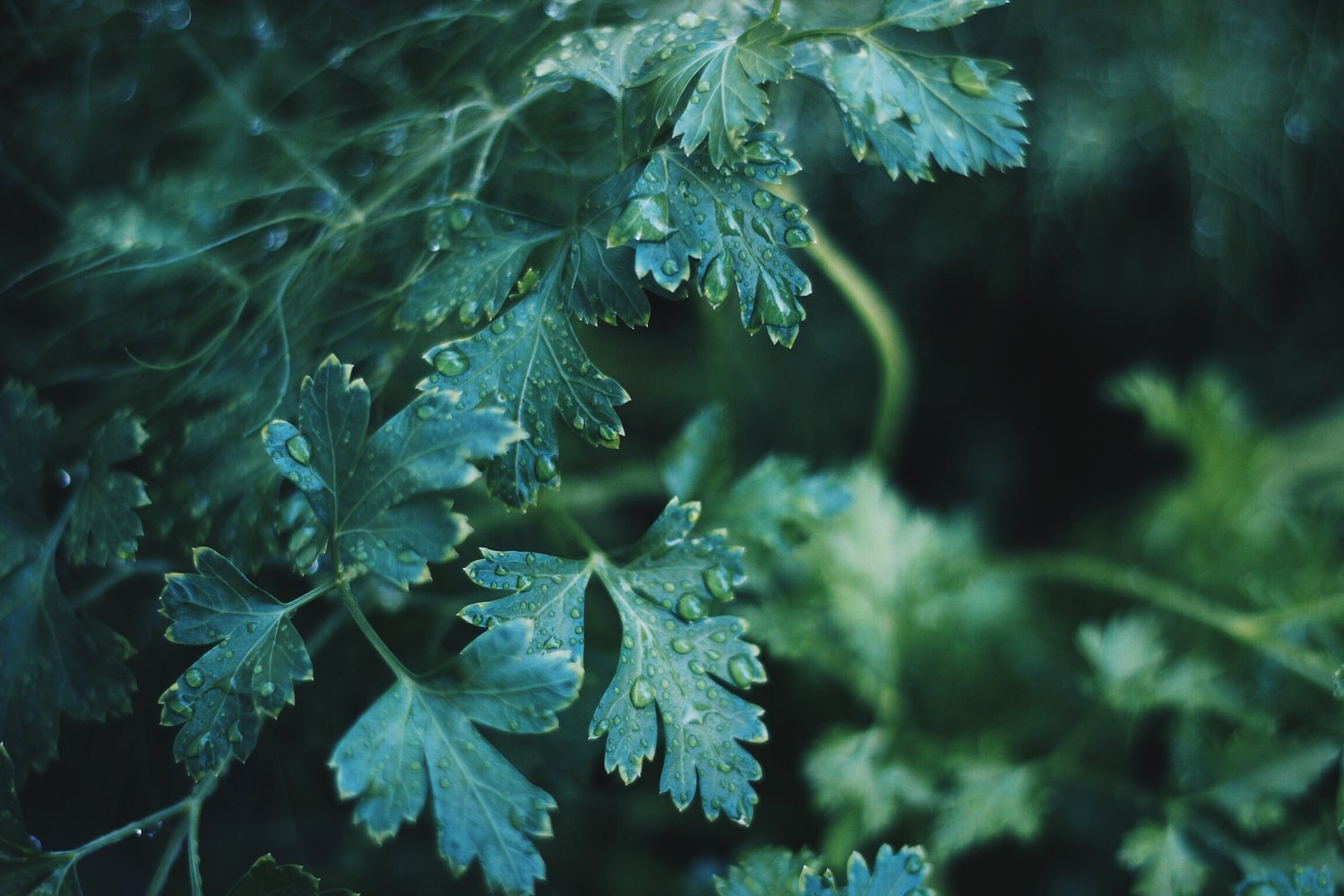 Image of leaves in the rain