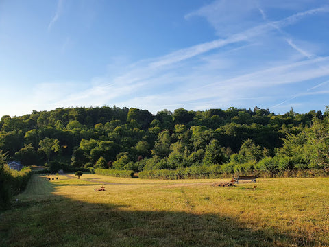 Chesham Bois Natural Burial Ground