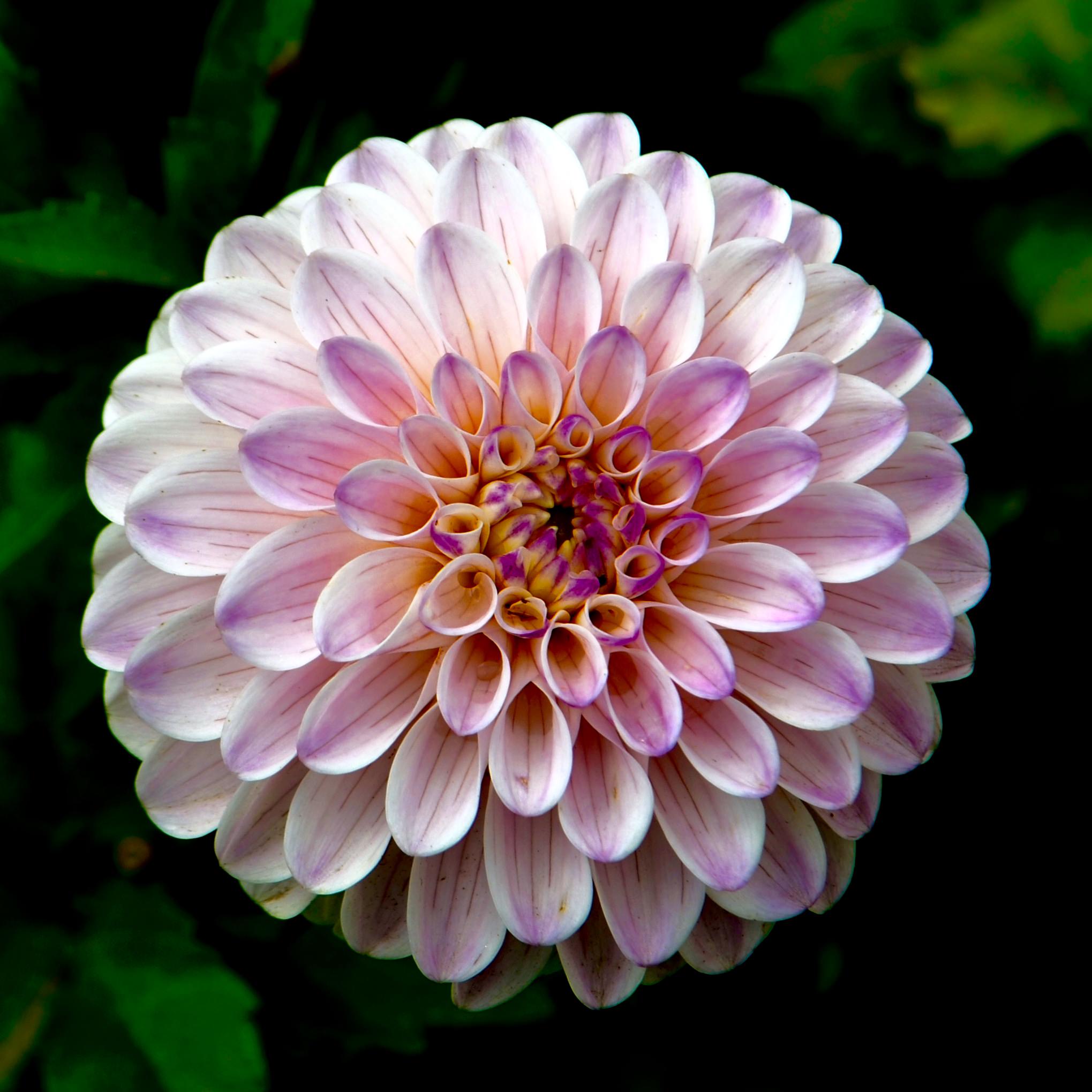 image of a pretty flower
