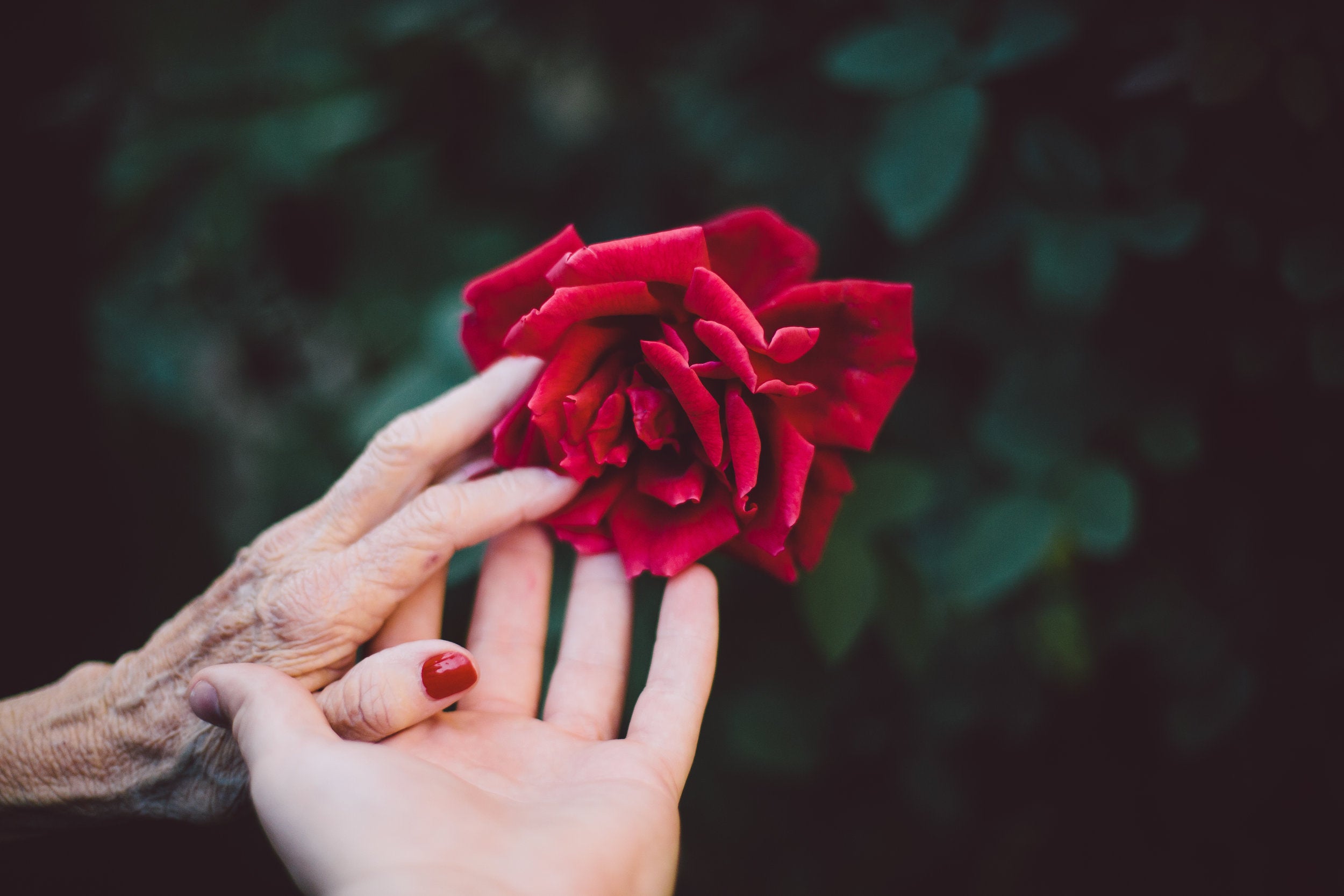 young and old hands touch a rose