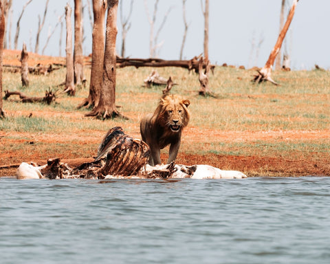 lion standing next to a hippo kill in lake kariba, zimbabwe
