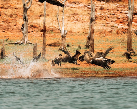lioness chasing away a crocodile and vultures over a hippo kill