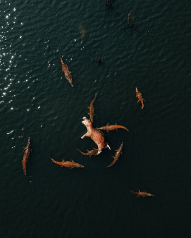 hippo kill surrounded by crocodiles in lake kariba, zimbabwe