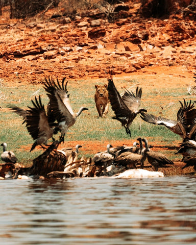 lioness running towards vultures crowding over a hippo kill