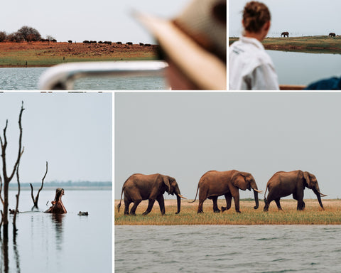 a collage of pictures of wild animals seen in lake kariba, zimbabwe