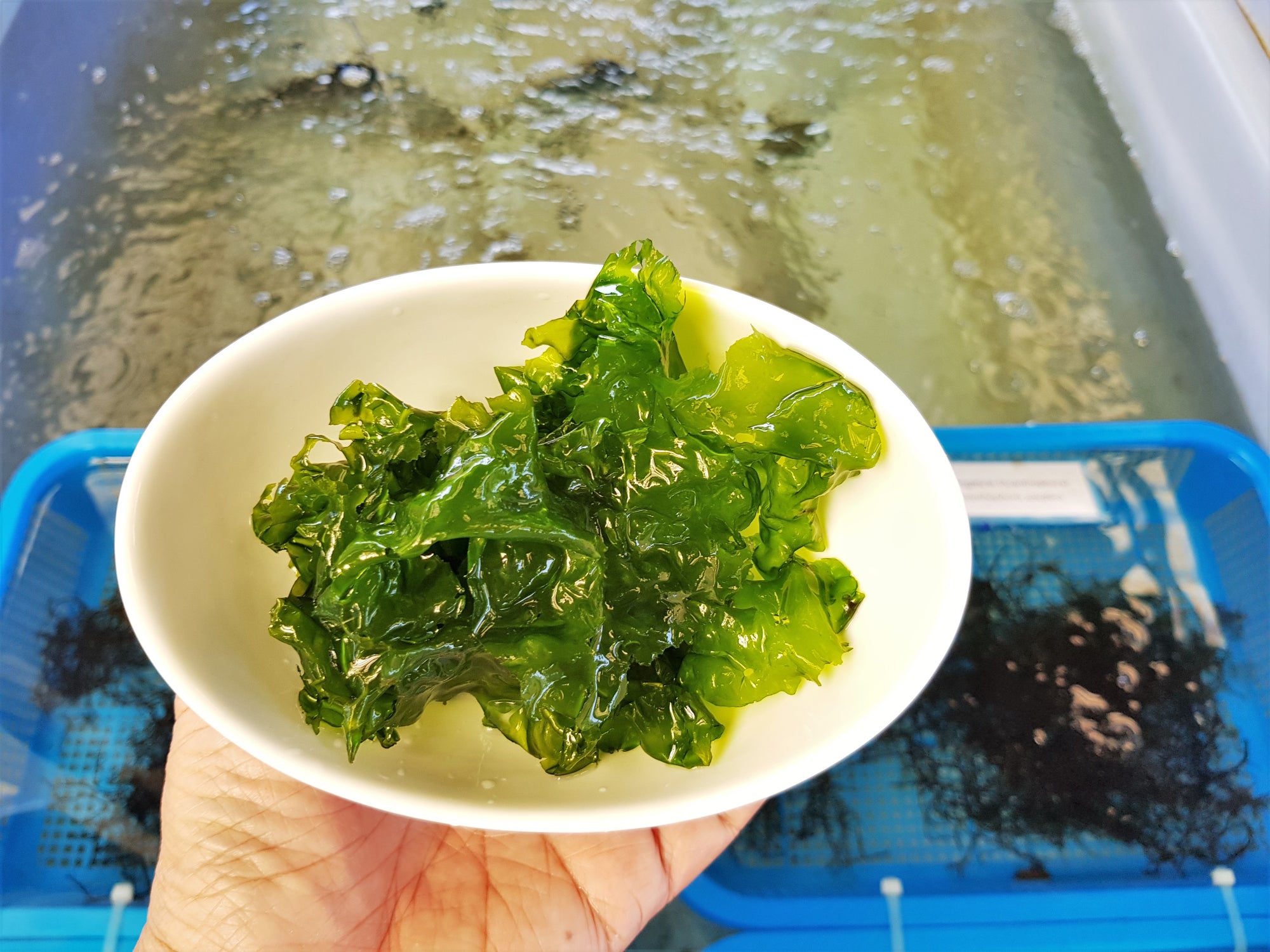 Прозрачные водоросли для еды