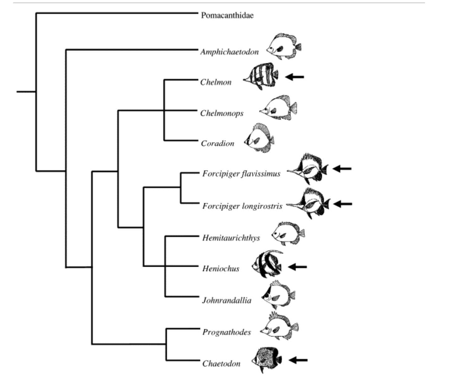 Marine Butterfly Chart