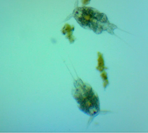 tisbe copepod pod your reef