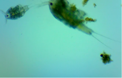 tisbe copepod pod your reef