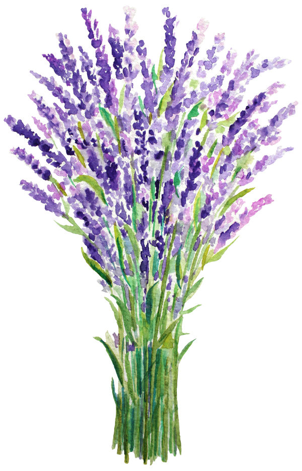 French Lavender Bundle – Emory Valley Mercantile