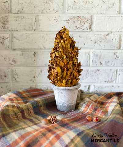 fall preserved boxwood cone topiary