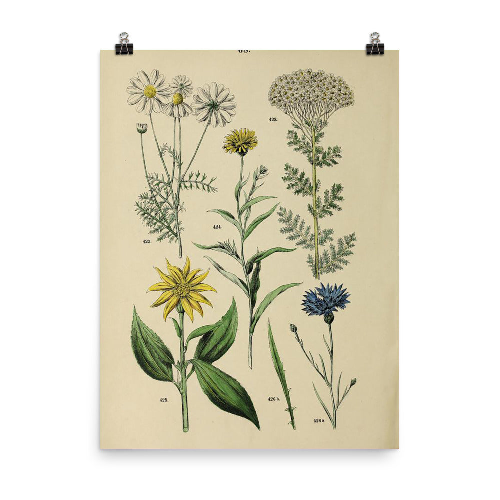 Botanical Art & Scientific Illustrations – Emory Valley Mercantile