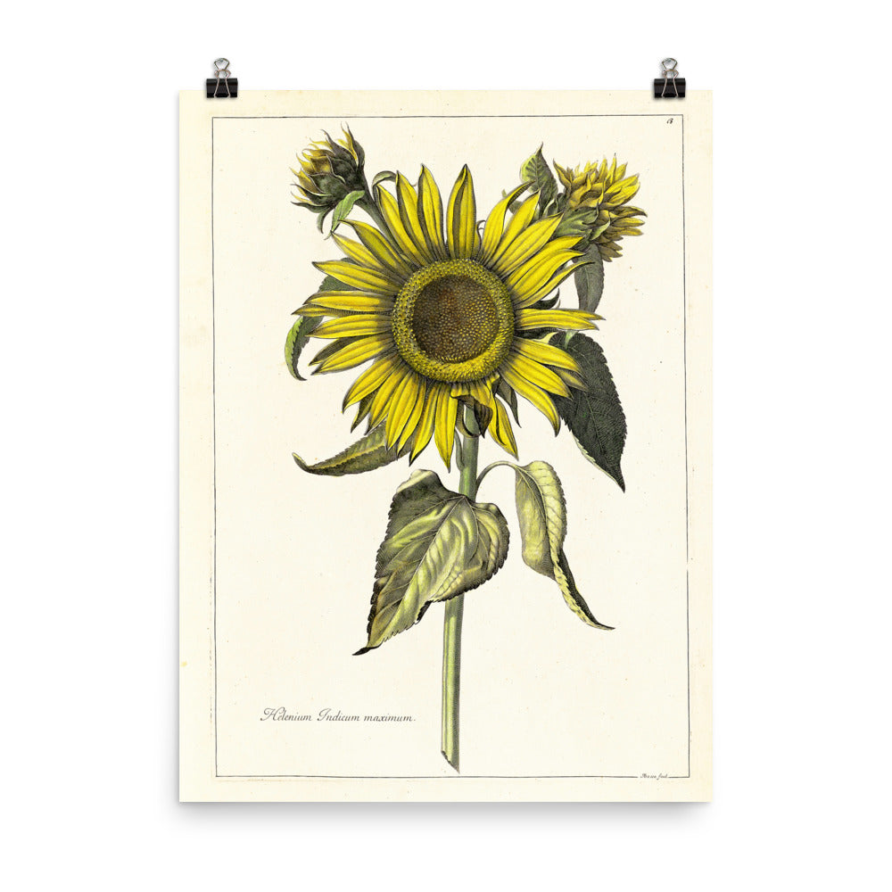 vintage sunflower drawing