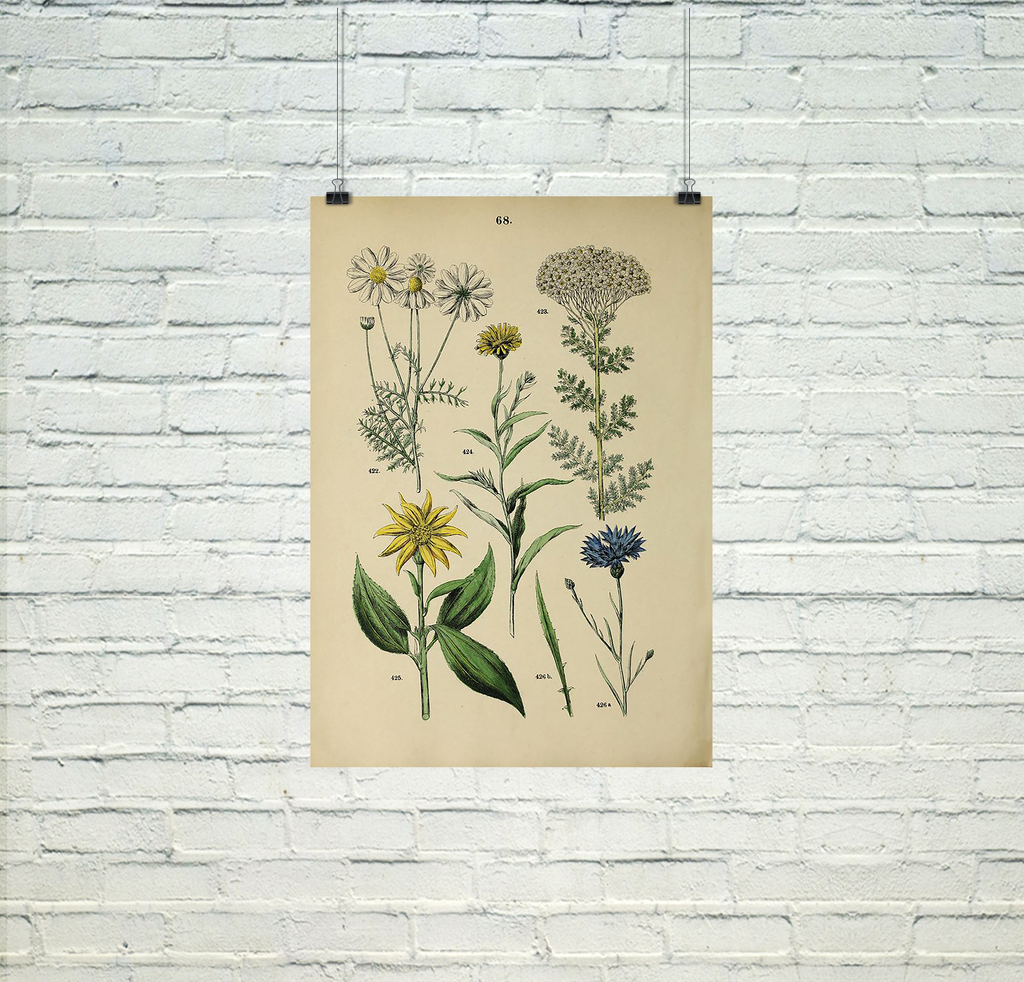 antique botanical drawings