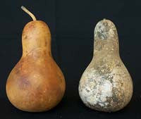Washed and Unwashed Gourds