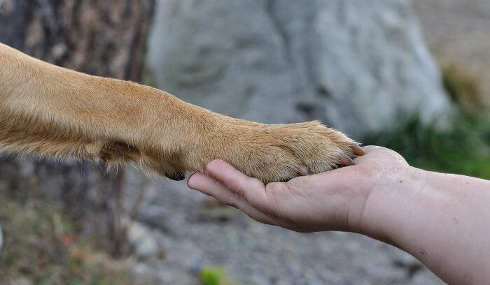 Holding hands with a dog
