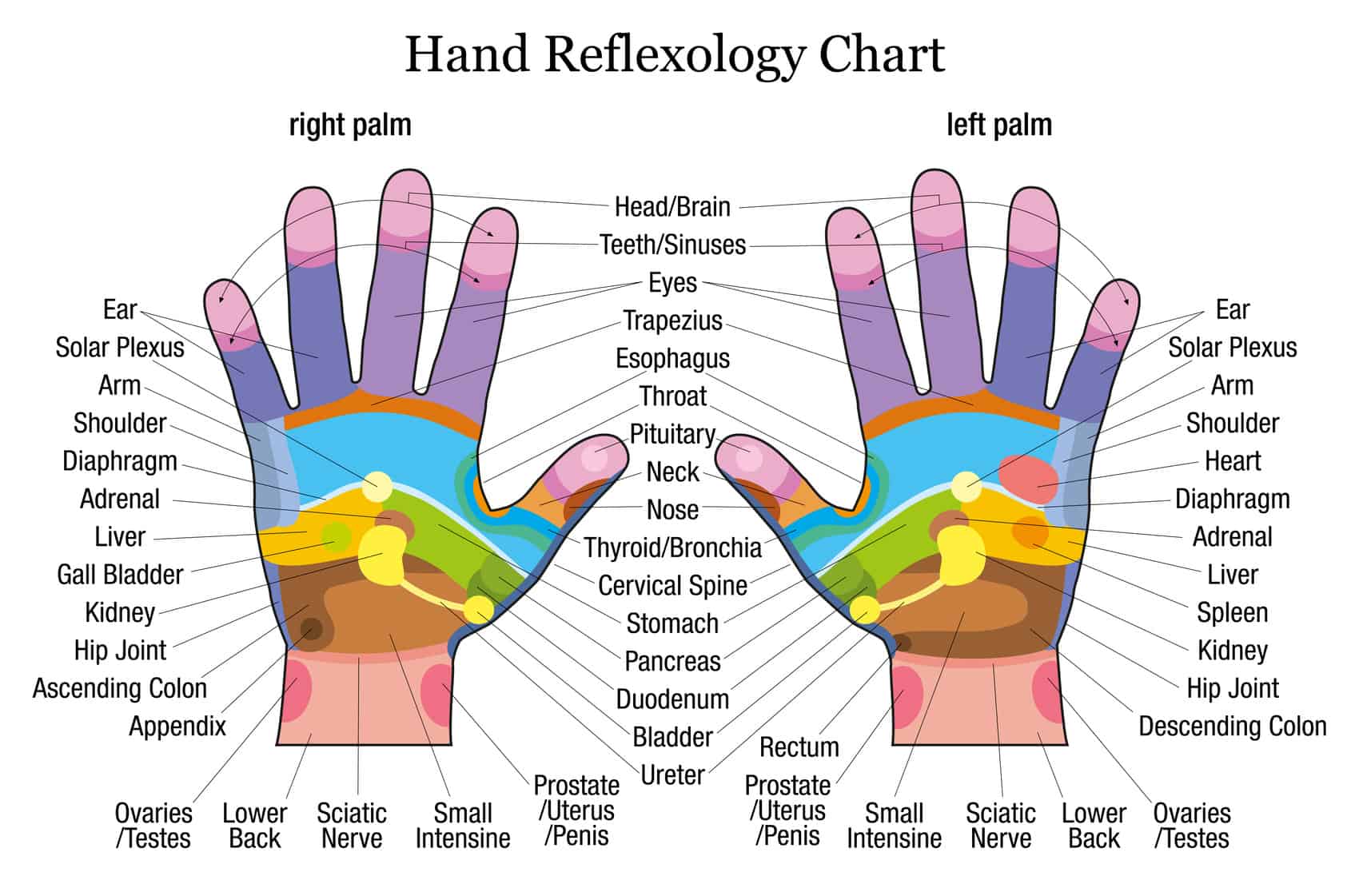 Hand Pressure Points Printable Page