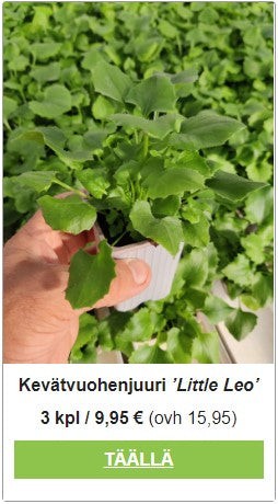 https://www.puutarha.com/products/3-kpl-kevatvuohenjuuri-little-leo?utm_source=Puutarhurin+Perjantaipostia+11.8.2023&utm_medium=email&utm_campaign=