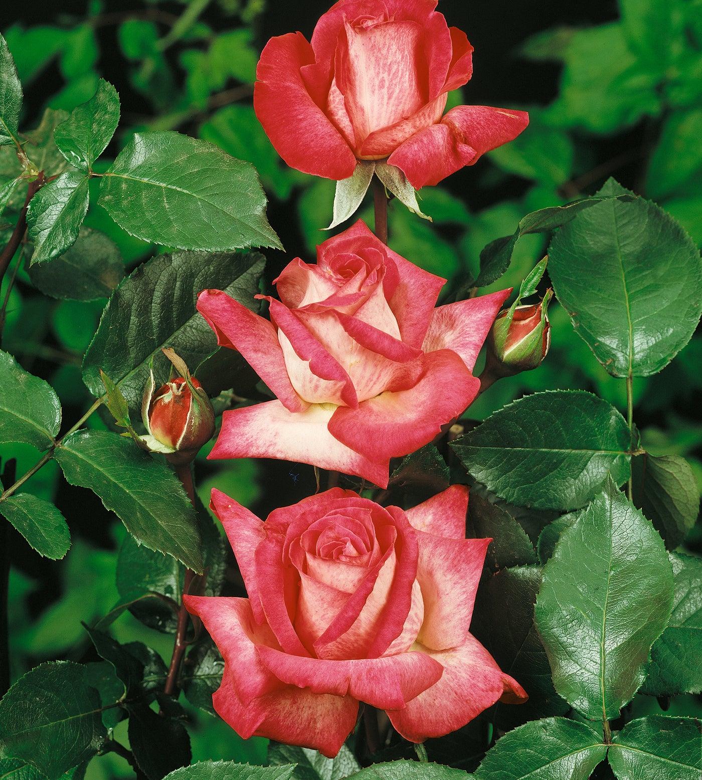 Ruusu 'Bicolor Rose' – 