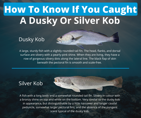 How To Know If You Caught A Dusky Or Silver Kob