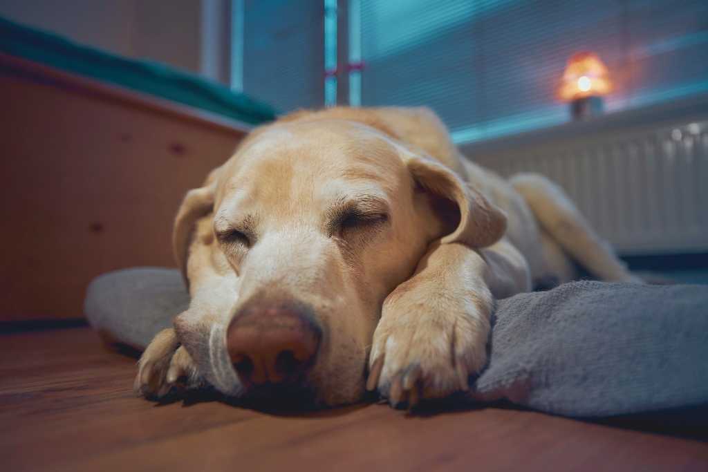 how to help a dog who has arthritis