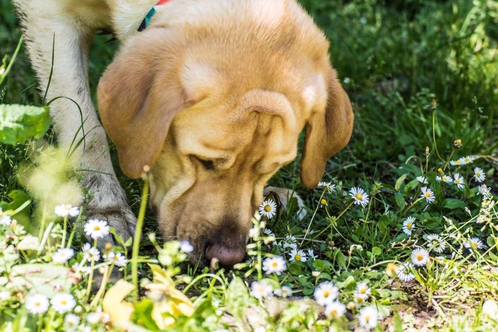 why do dogs eat grass when sick