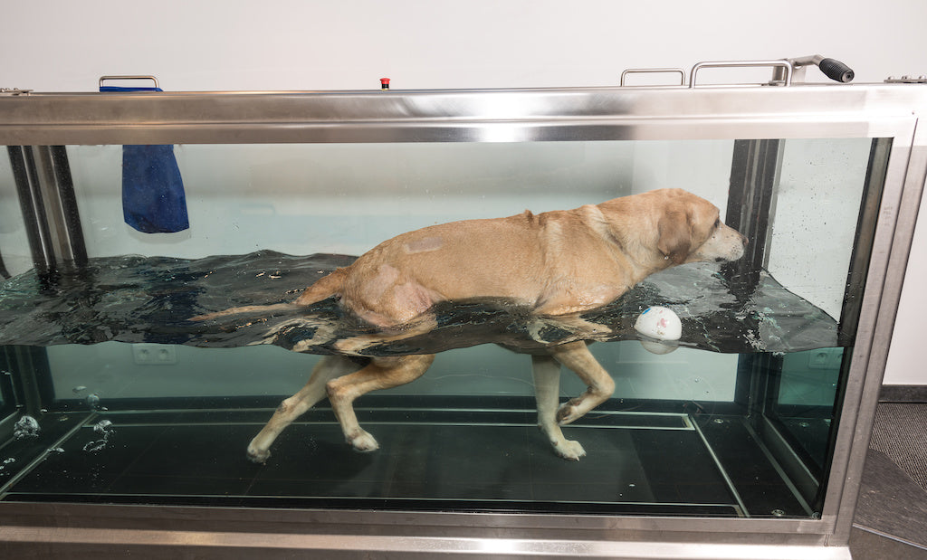 Hydrotherapy for Dogs Helps Get Them Back on Their Feet