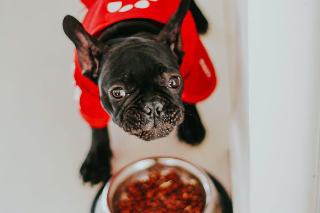Cooked Dog Food vs. Raw Dog Food In Singapore - What's the difference?