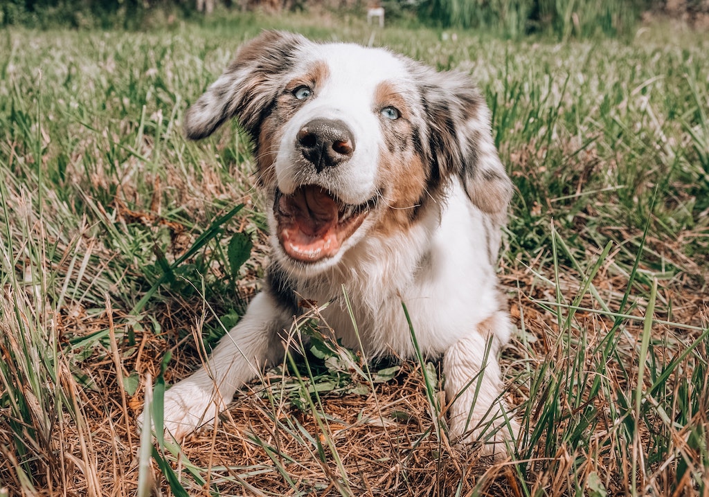 Cooked Dog Food vs. Raw Dog Food In Singapore - What's the difference?