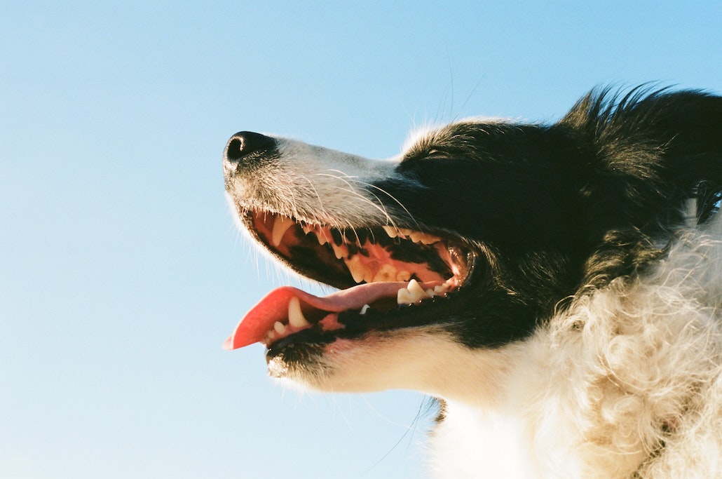 Doggy Bad Breath: Why Does My Dog’s Breath Smell Bad?