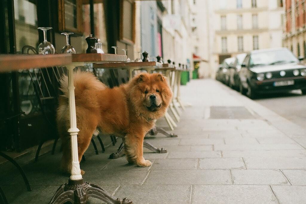 The Ultimate Guide to Dog Cafes in Singapore