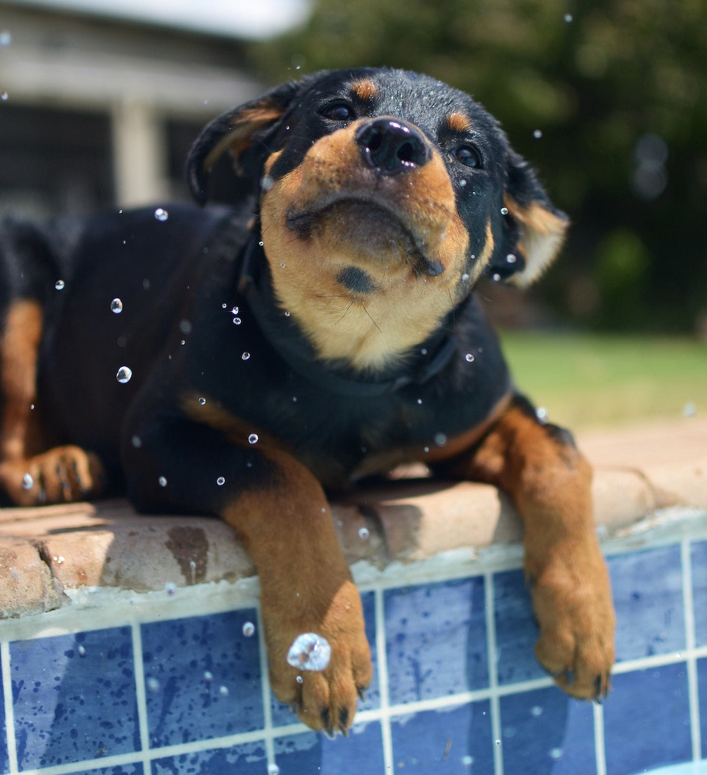 Hydrotherapy for Dogs Helps Get Them Back on Their Feet