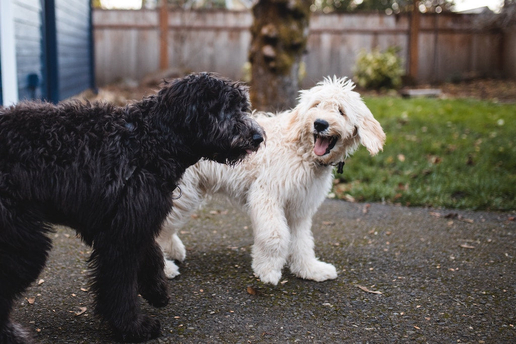 How To Greet A Dog: 5 Dos and Don’ts