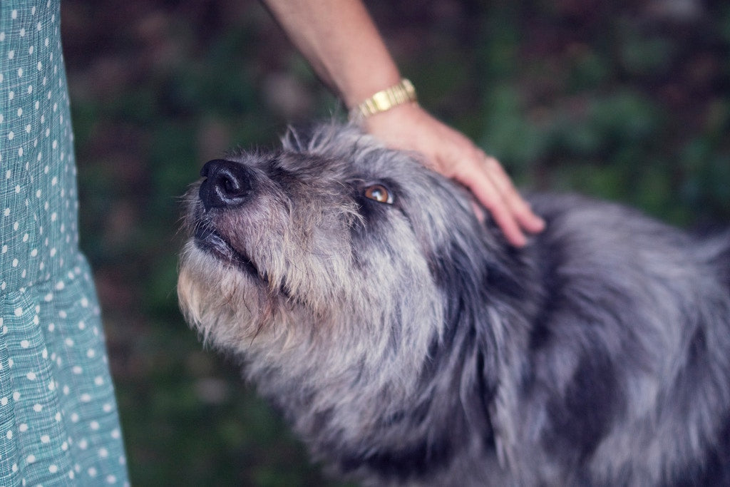 How To Greet A Dog: 5 Dos and Don’ts