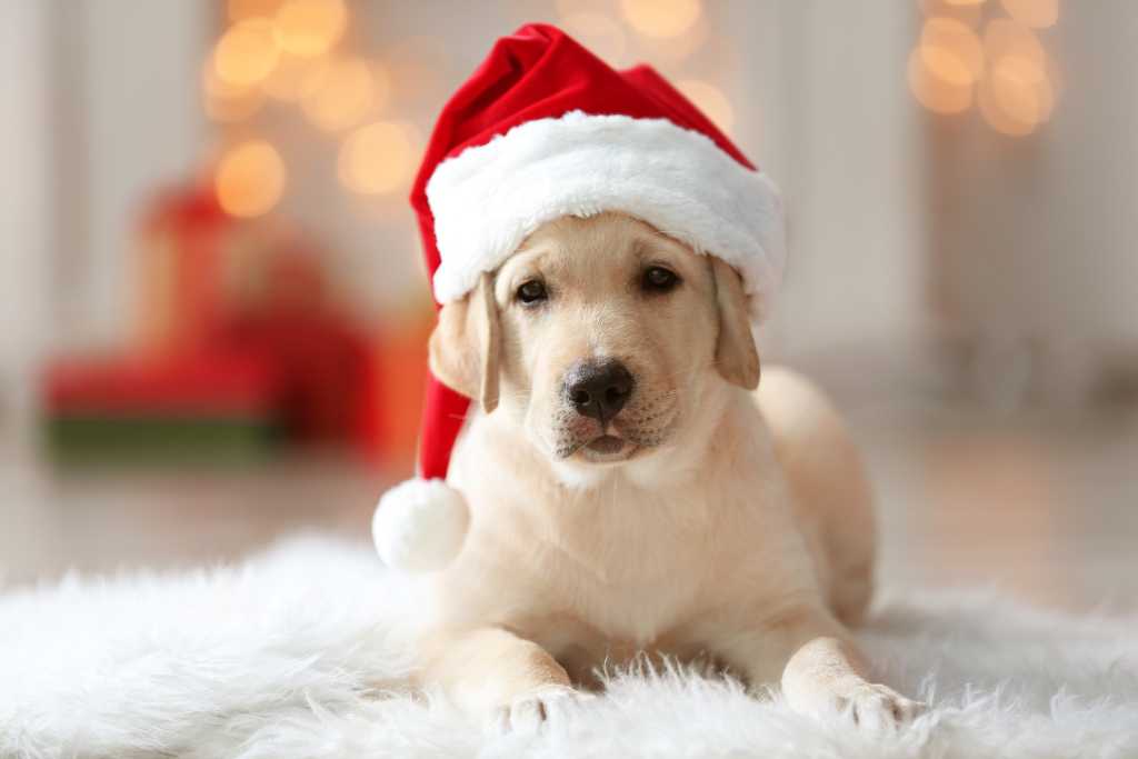 10 Best Gifts for Dogs and Dog Lovers