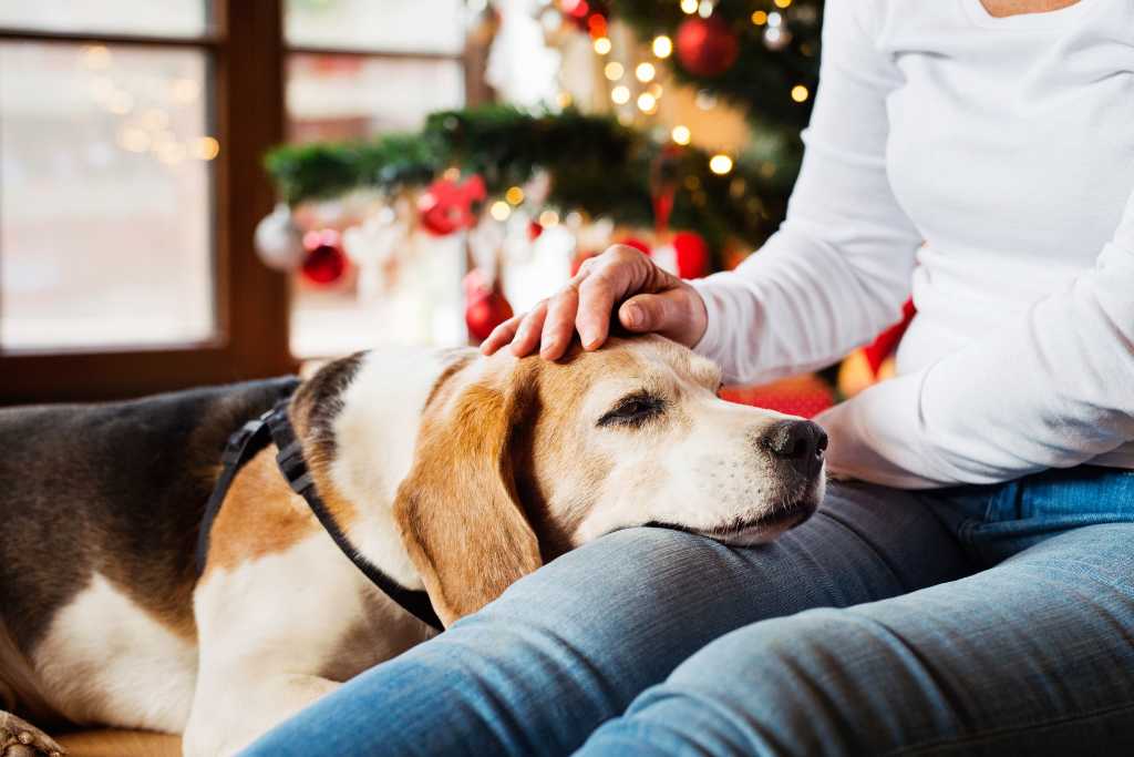 10 Best Gifts for Dogs and Dog Lovers
