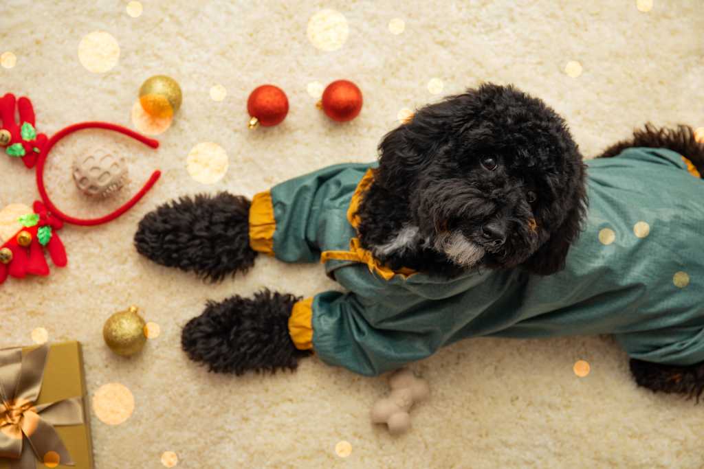 10 Best Gifts for Dogs and Dog Lovers