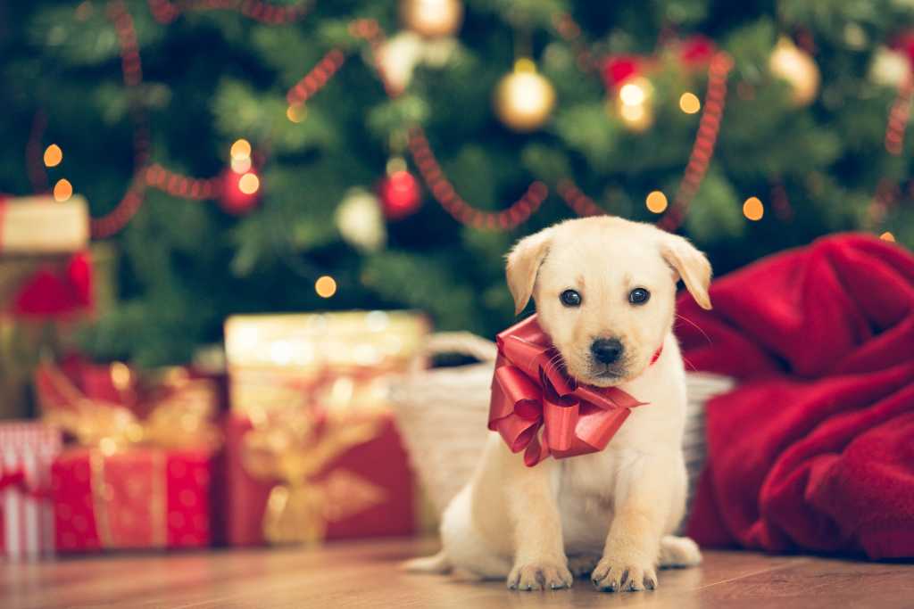 10 Best Gifts for Dogs and Dog Lovers