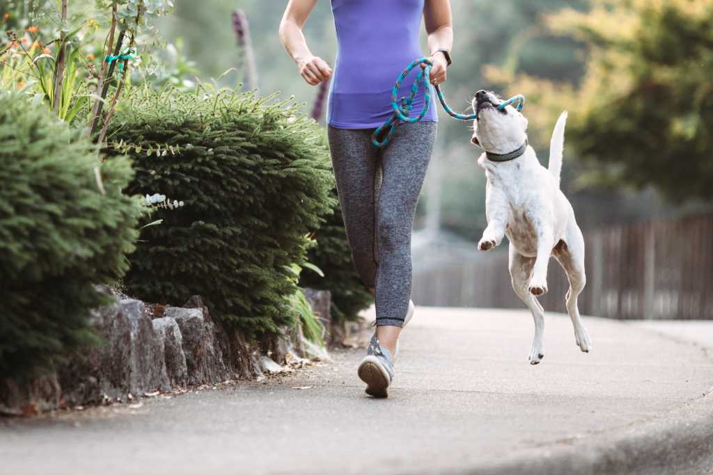 Running With Your Dogs: Dos and Don’ts