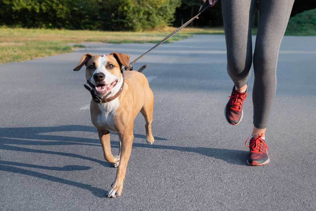 Running With Your Dogs: Dos and Don’ts