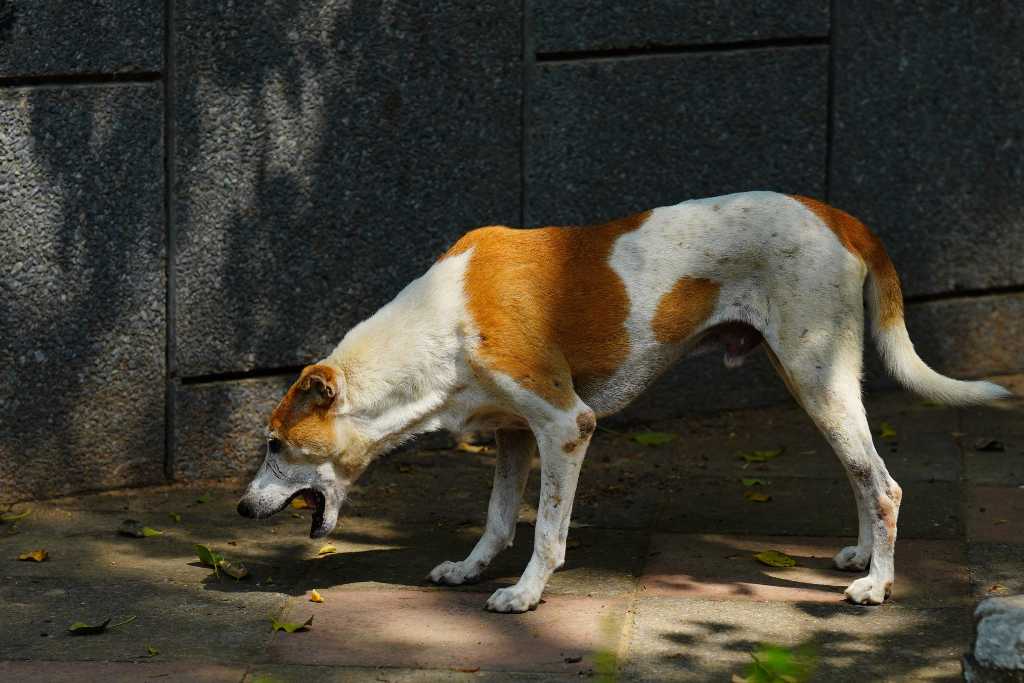 Canine Leptospirosis