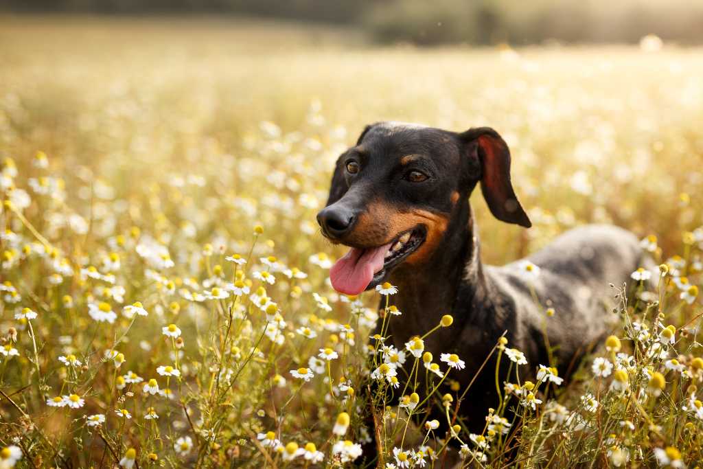 Essential Oils for Dogs