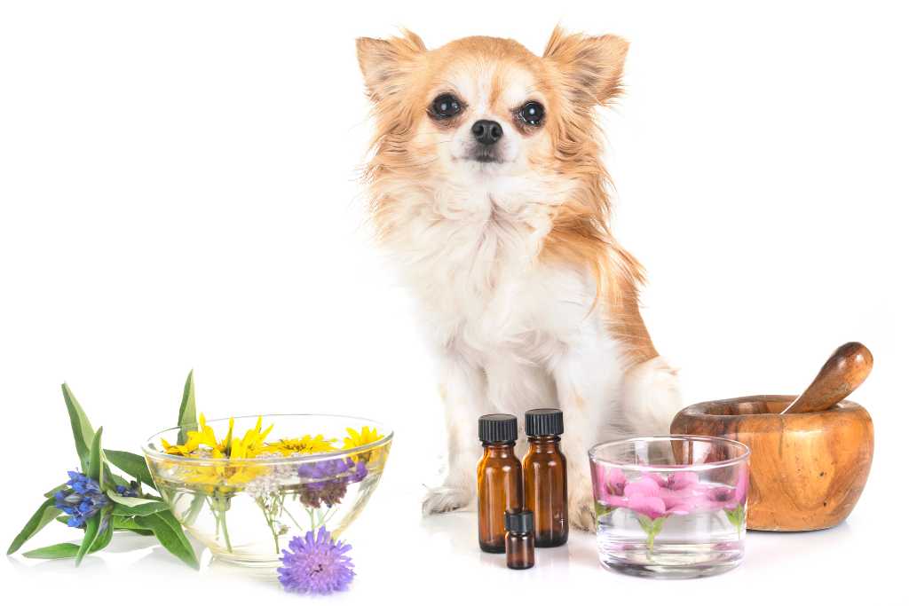 Essential Oils for Dogs