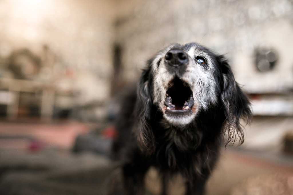 Dog Dementia: Signs, Symptoms and Prevention