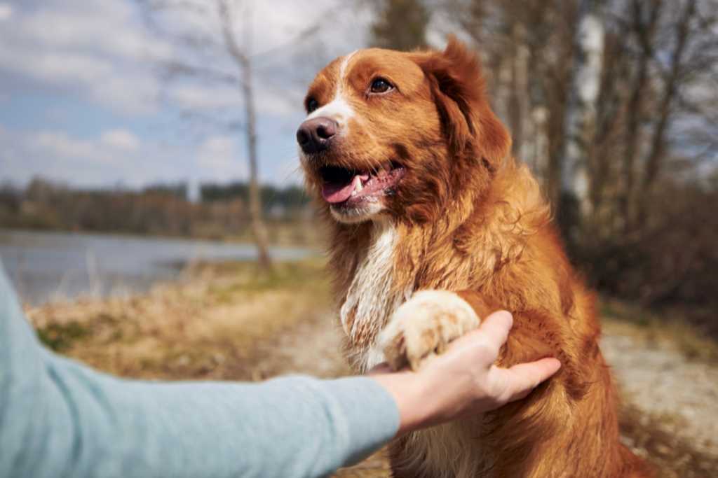 The Unique Relationship Between Humans and Dogs