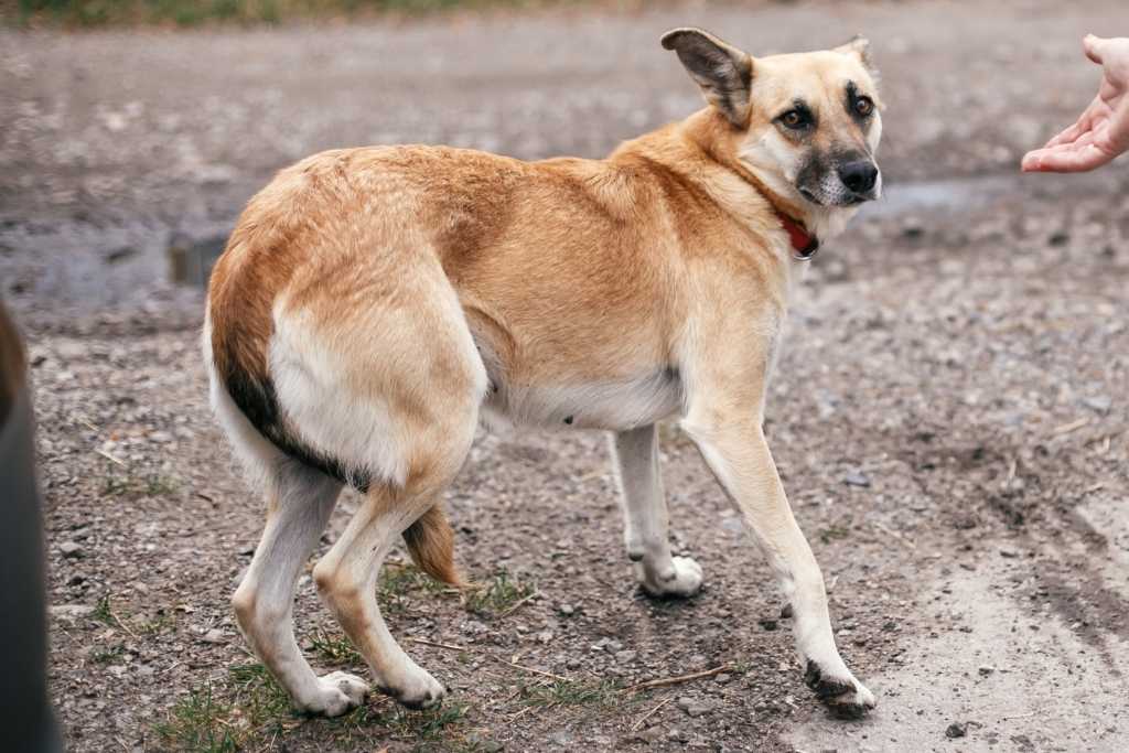 Signs of an Extremely Happy Pooch - Good Dog People™