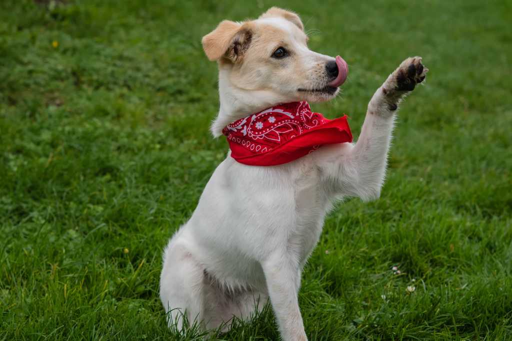 National Mutt Day: Embracing the Beauty of Mixed Breed Dogs
