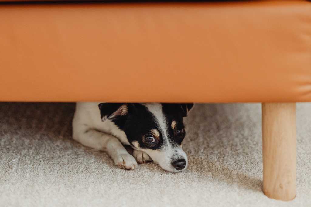 Noise Anxiety in Dogs - 6 Ways to Help Your Dog