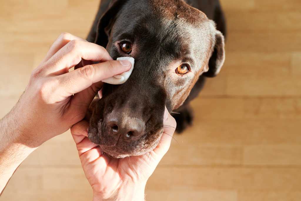 How to Test Your Dog’s Vision at Home